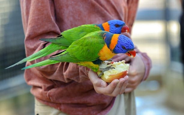 Lorikeets eating from a visitor's hand at Featherdale Wildlife Park.