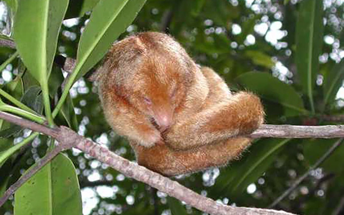 Sleeping sloth in Damas Island mangrove, Costa Rica, seen during kayak tour.
