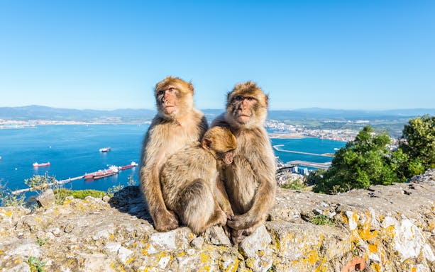 Barbary macaques on the Rock of Gibraltar with a view of the bay, seen on a full-day tour from Málaga.