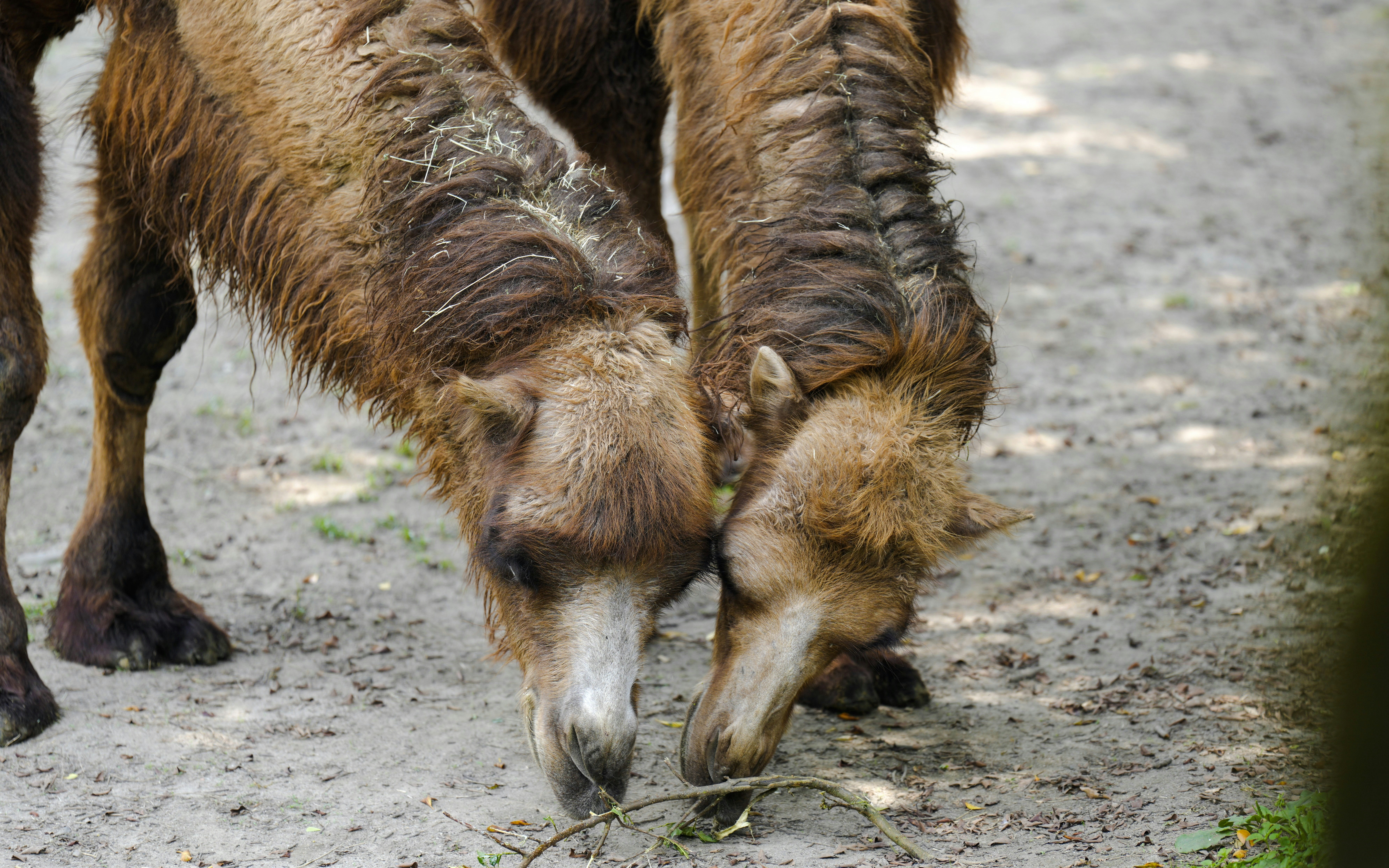 Camels grazing at Taipei Zoo.