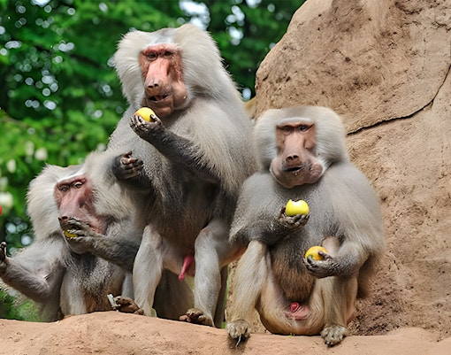 feeding show