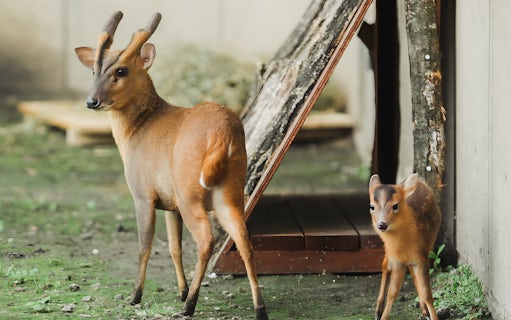 Deer at Asahiyama Zoo, Hokkaido, part of guided day trip.