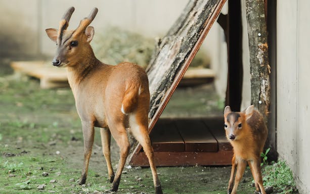 Deer at Asahiyama Zoo, Hokkaido, part of guided day trip.