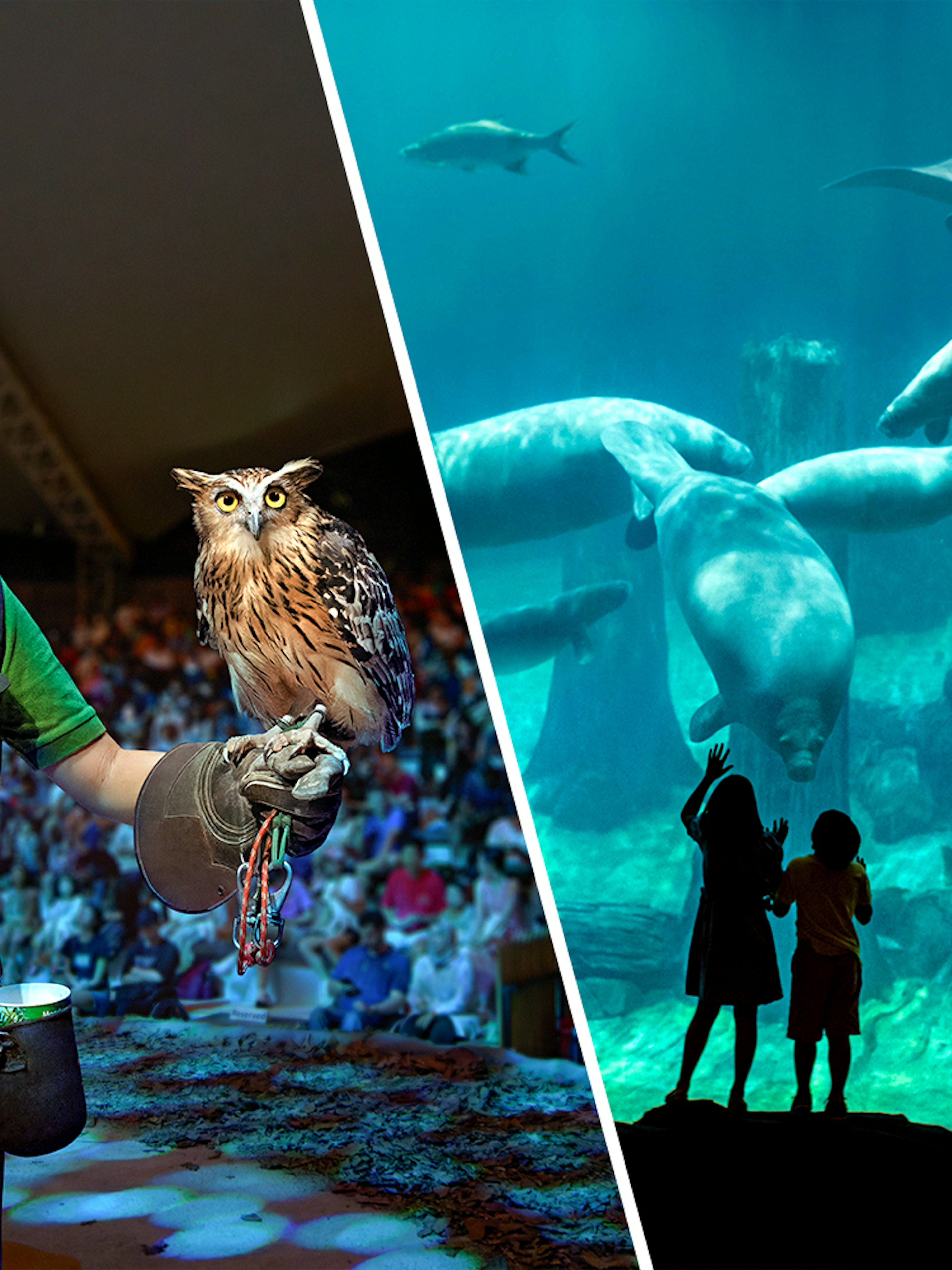 Night Safari owl presentation and River Wonders manatee viewing experience.