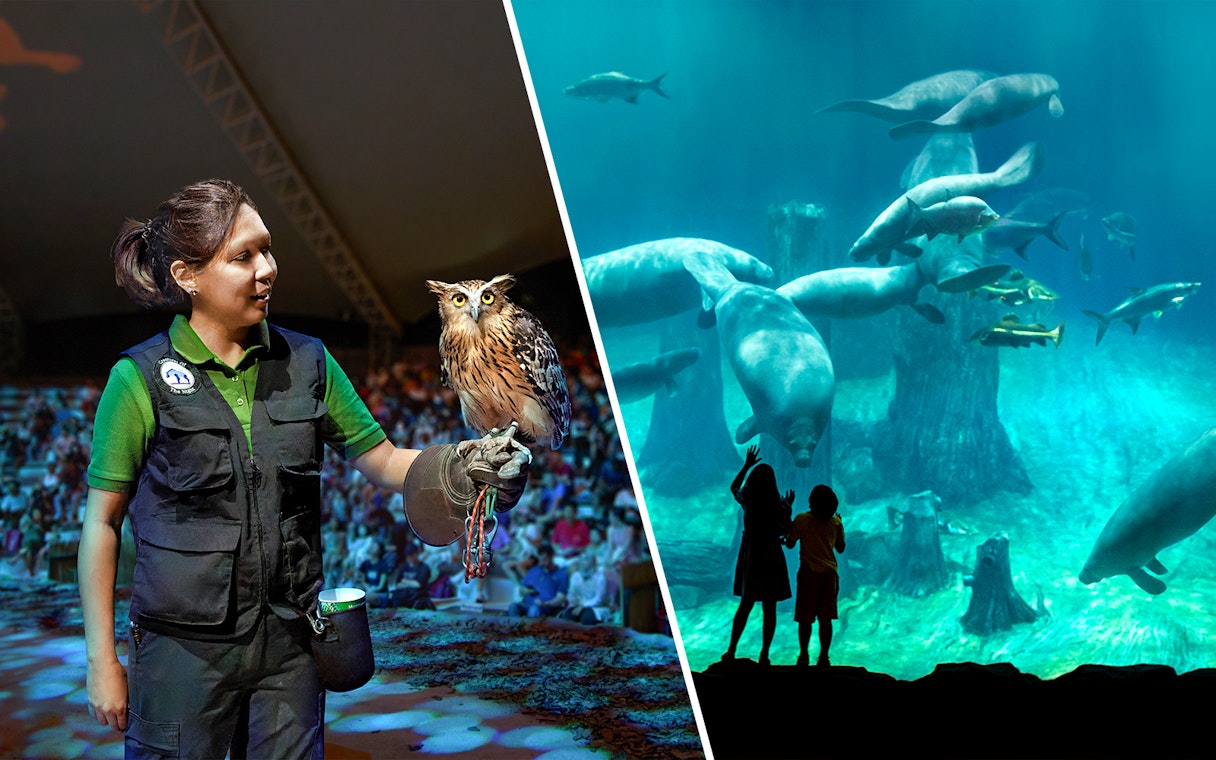 Night Safari owl presentation and River Wonders manatee viewing experience.