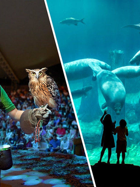 Night Safari owl presentation and River Wonders manatee viewing experience.