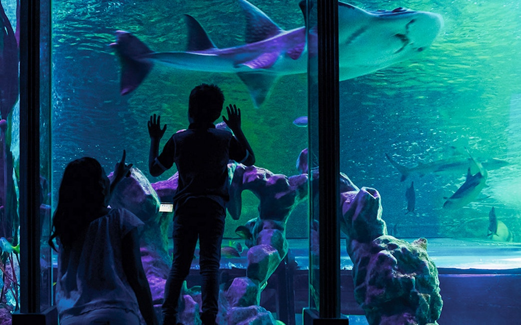 Guests observing sharks at SEA LIFE London aquarium.