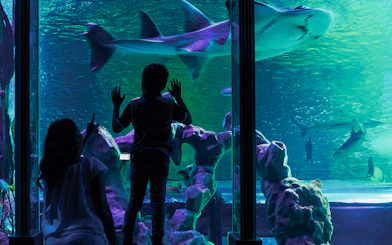 Guests observing sharks at SEA LIFE London aquarium.