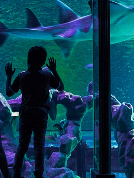 Guests observing sharks at SEA LIFE London aquarium.