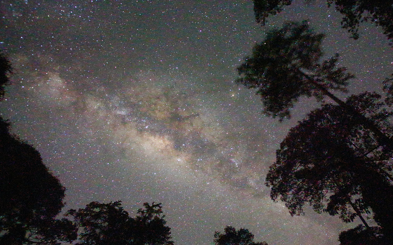 Starry night sky over rainforest trees during Evening Rainforest & Glow Worm Experience.