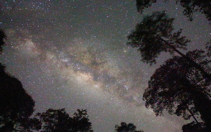 Starry night sky over rainforest trees during Evening Rainforest & Glow Worm Experience.