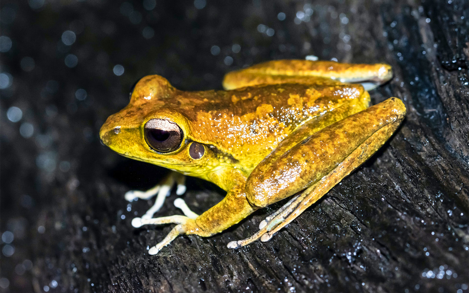 Rainforest Adventure - SEA LIFE Melbourne