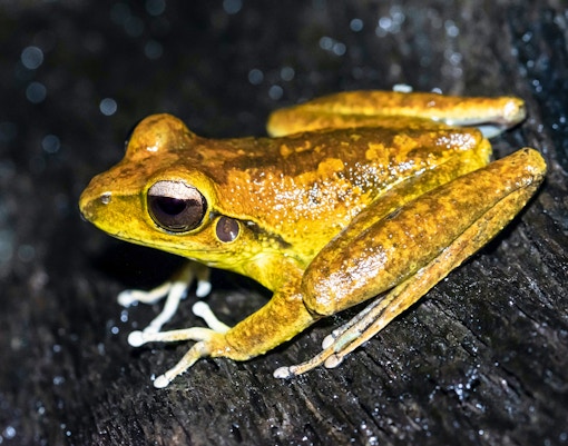 Rainforest Adventure - SEA LIFE Melbourne