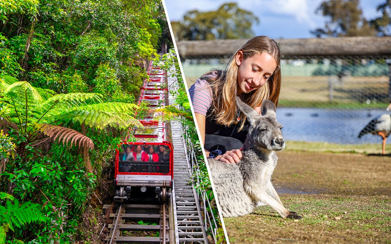 Blue Mountains Scenic Railway and visitor with kangaroo at Featherdale Wildlife Park.