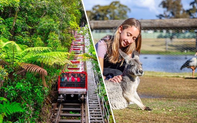 Blue Mountains Scenic Railway and visitor with kangaroo at Featherdale Wildlife Park.