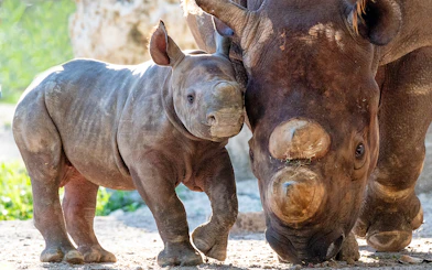 Baby and adult rhinoceros at Zoo Miami exhibit.