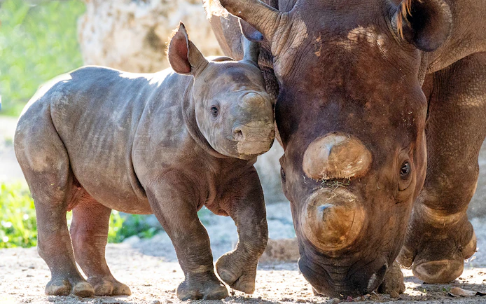 Baby and adult rhinoceros at Zoo Miami exhibit.