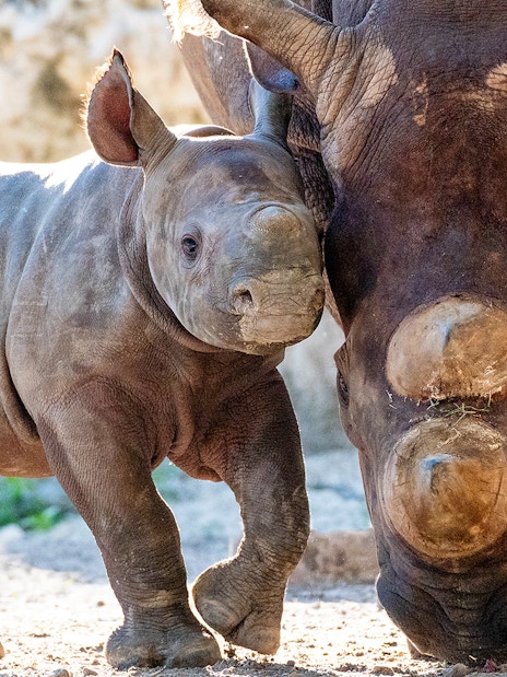Baby and adult rhinoceros at Zoo Miami exhibit.