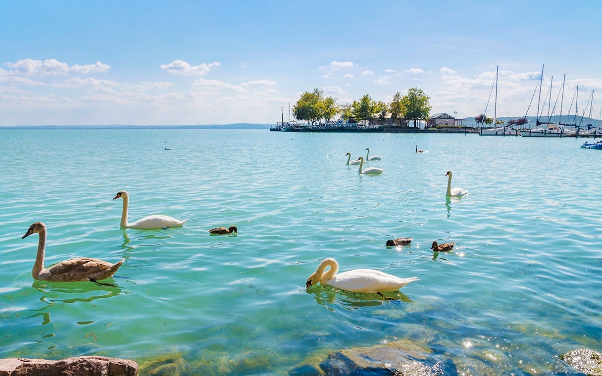 Swans swimming in Lake Balaton with sailboats and trees in the background.