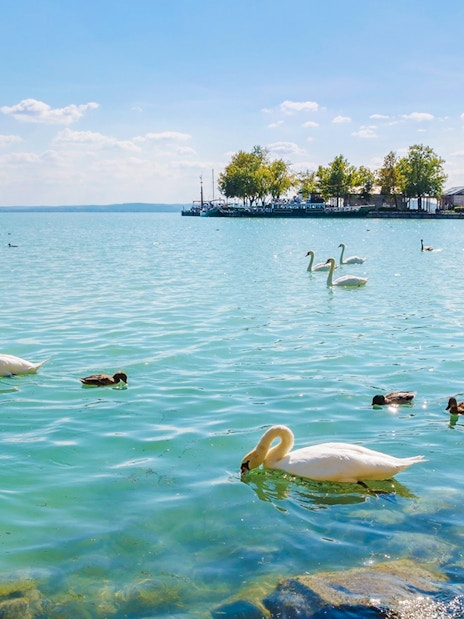 Swans swimming in Lake Balaton with sailboats and trees in the background.