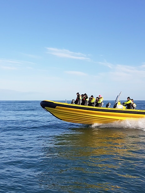 Guests on a yellow RIB speedboat whale watching in Reykjavik.