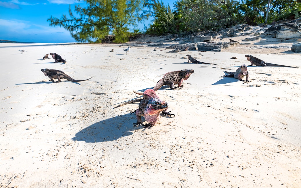 Iguanas on sandy beach at Green Cays, Nassau, Bahamas.