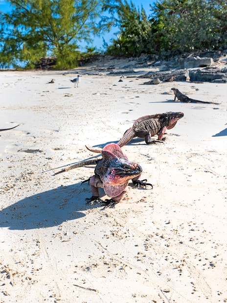 Iguanas on sandy beach at Green Cays, Nassau, Bahamas.