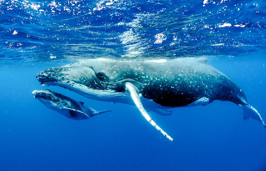 Humpback whale mother and calf swimming in blue ocean waters.