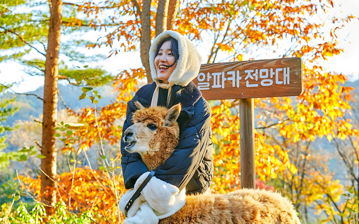 Visitor hugging an alpaca on Alpaca Island with autumn trees in the background.