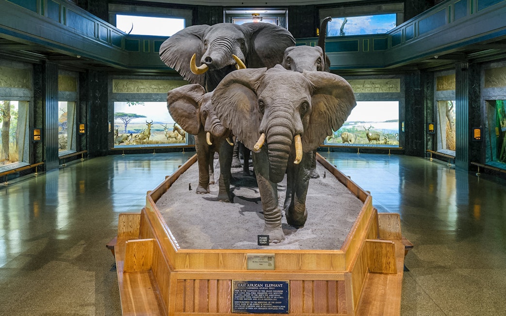 African elephant exhibit in a museum setting with detailed diorama background.