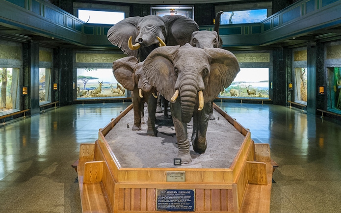 African elephant exhibit in a museum setting with detailed diorama background.