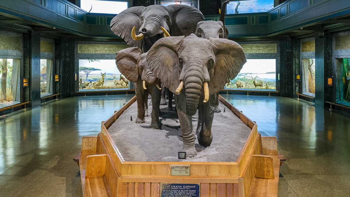 African elephants exhibit at the American Museum of Natural History, New York.