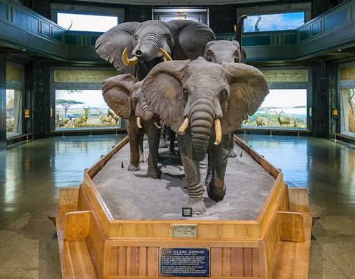 African elephants exhibit at the American Museum of Natural History, New York.