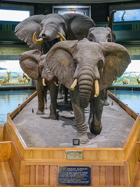 African elephant exhibit in a museum setting with detailed diorama background.