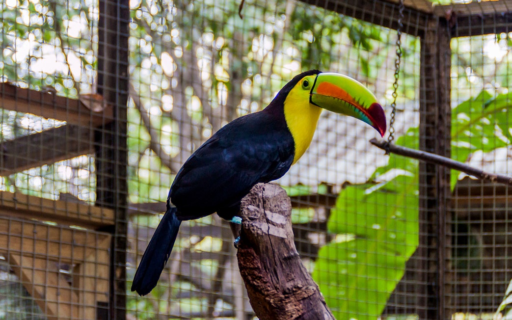 Keel-billed toucan perched at Central Park Zoo enclosure.