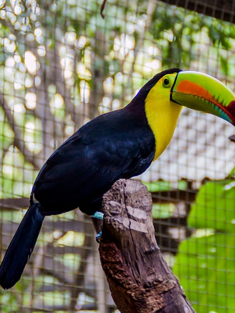 Keel-billed toucan perched at Central Park Zoo enclosure.