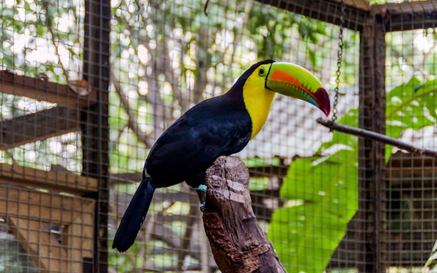 Keel-billed toucan perched at Central Park Zoo enclosure.