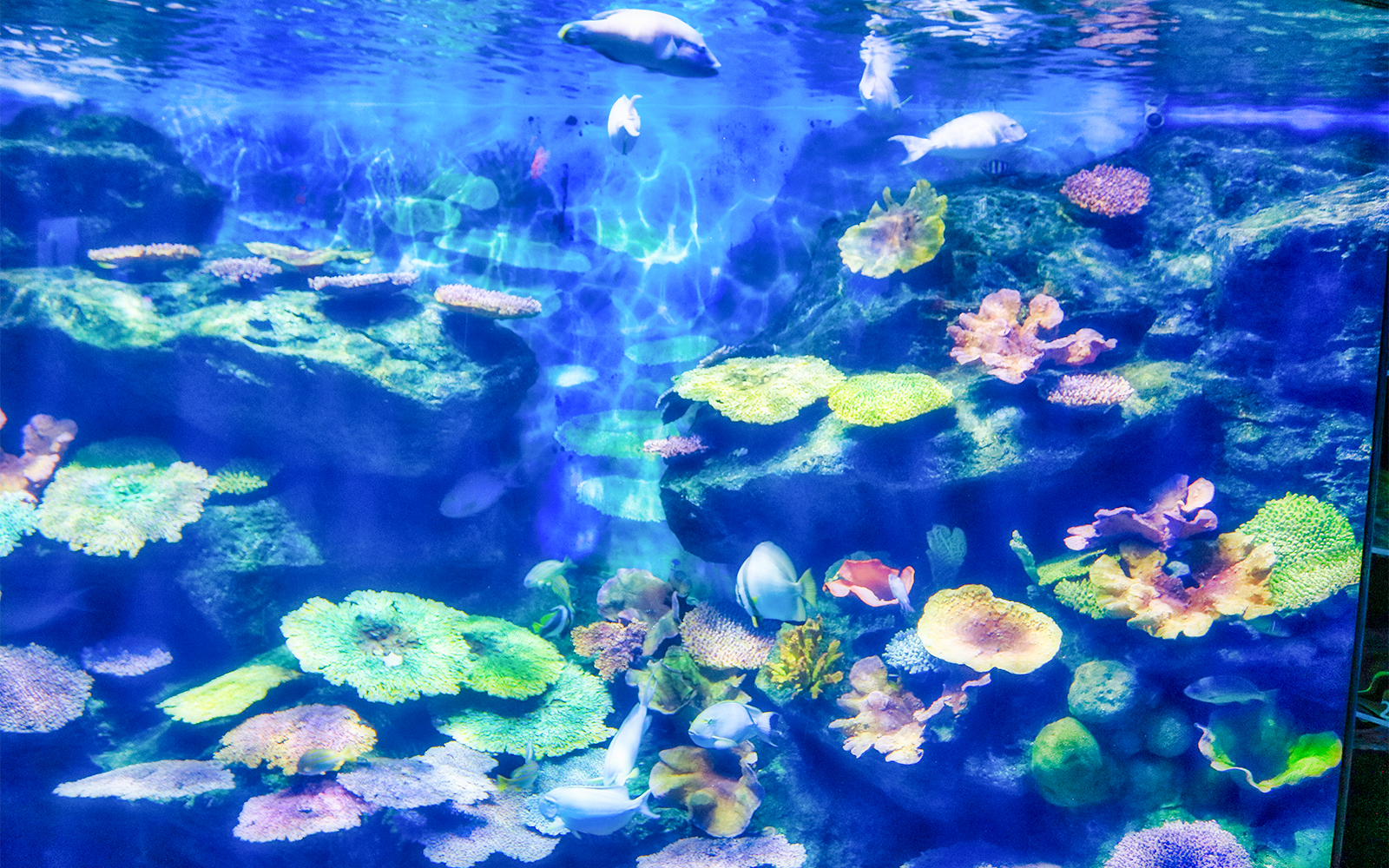 Visitors exploring the vibrant marine life at SEA LIFE Bangkok Tropical Ocean, a popular tourist attraction in Thailand