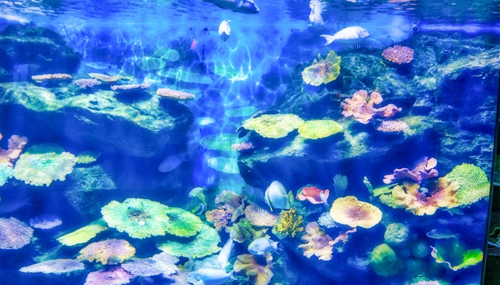 Visitors exploring the vibrant marine life at SEA LIFE Bangkok Tropical Ocean, a popular tourist attraction in Thailand