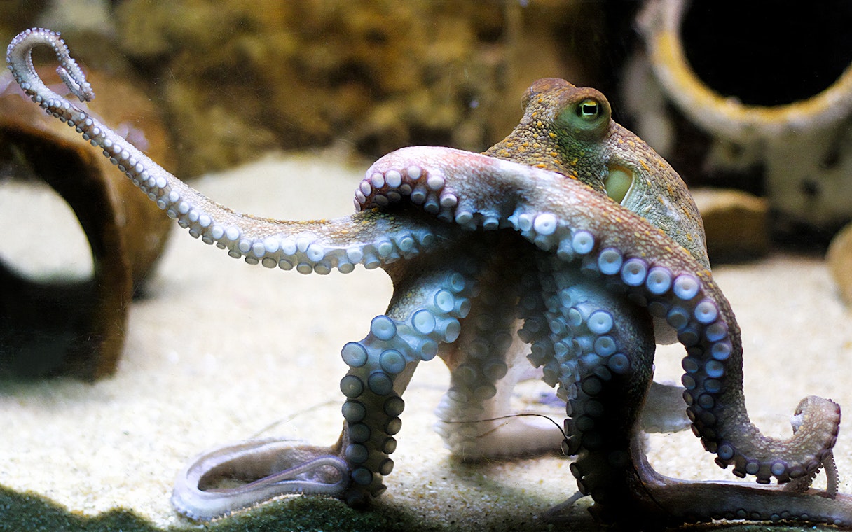 Octopus in a tank at Vasco da Gama Aquarium, Lisbon.