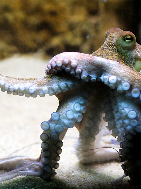 Octopus in a tank at Vasco da Gama Aquarium, Lisbon.