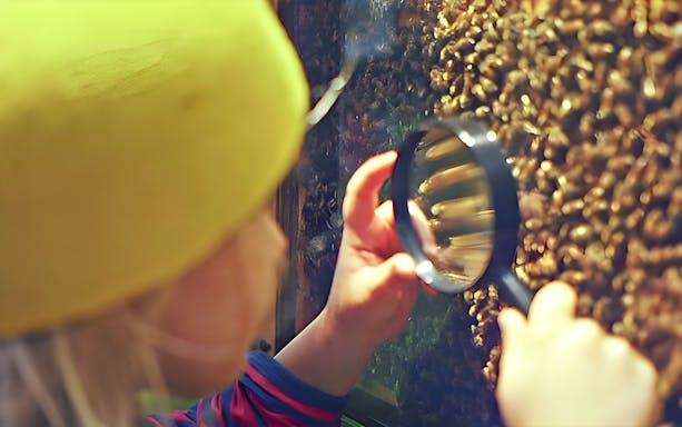 Child examining bees through glass with magnifying glass at The Ginger Factory.