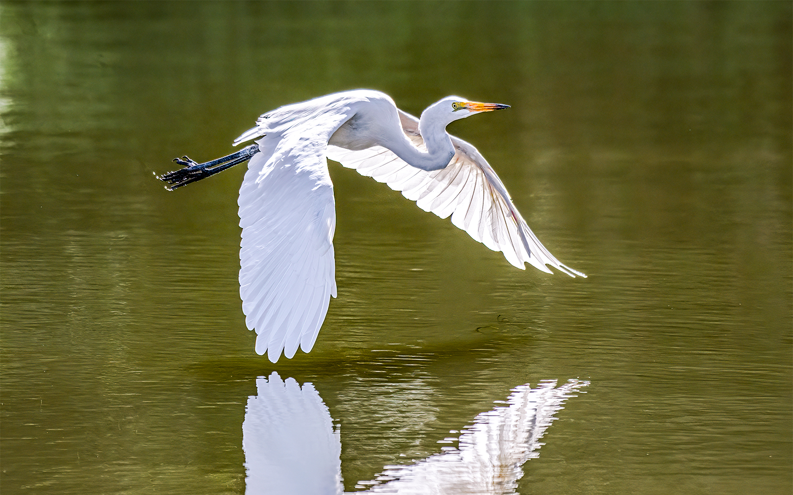 White herons near Kravica Waterfall
