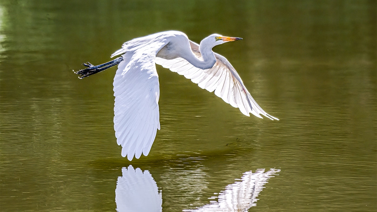 White herons near Kravica Waterfall
