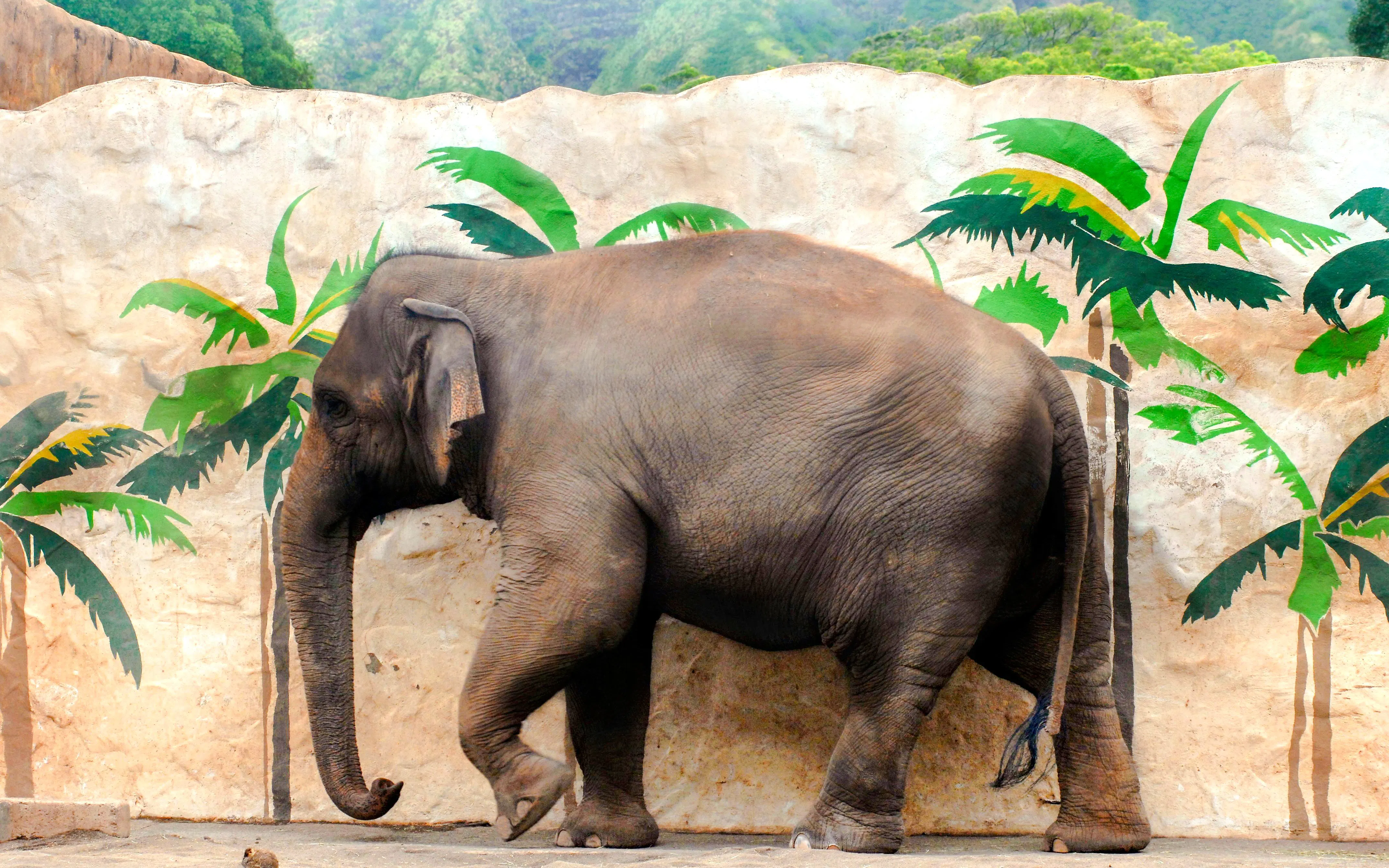 Elephant walking in front of a mural at Honolulu Zoo.