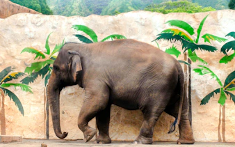Elephant walking in front of a mural at Honolulu Zoo.