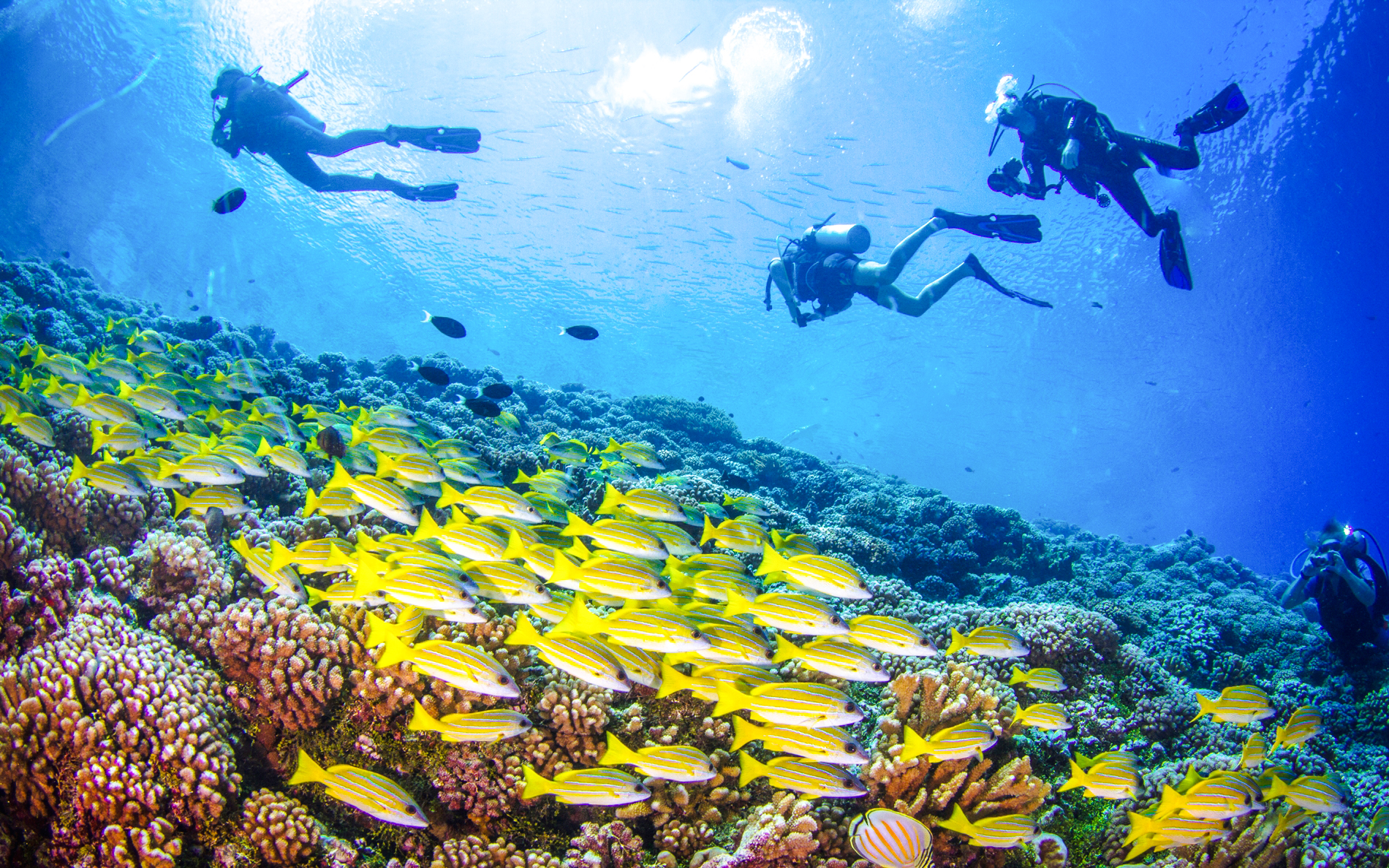Divers exploring coral reef and fish in the Red Sea, Ras Mohamed, Sharm El-Sheikh.