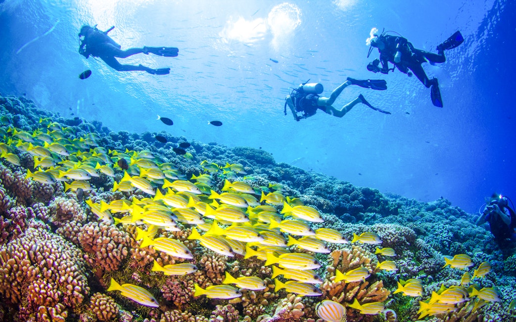 Divers exploring coral reef and fish in the Red Sea, Ras Mohamed, Sharm El-Sheikh.
