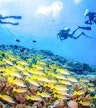 Introductory dive spot