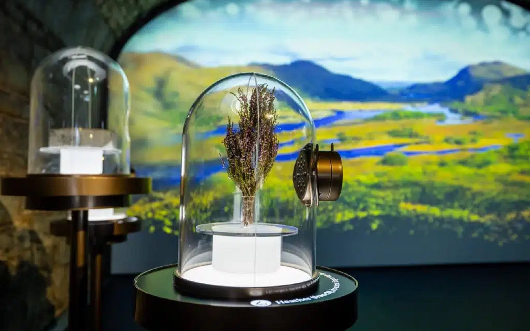 Interactive exhibit with preserved plant under glass dome at Epic Museum.